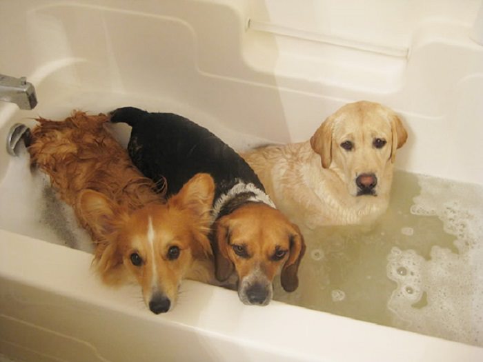 These Pets Won’t Admit It, But They Love Bath Time