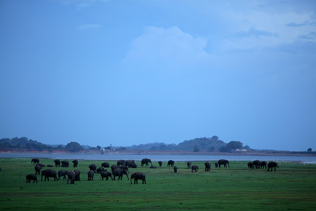 Minneriya Elephant Gathering