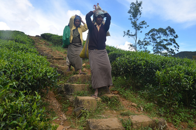 Sri Lankan Tea Pickers