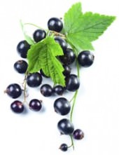 Blackcurrant 