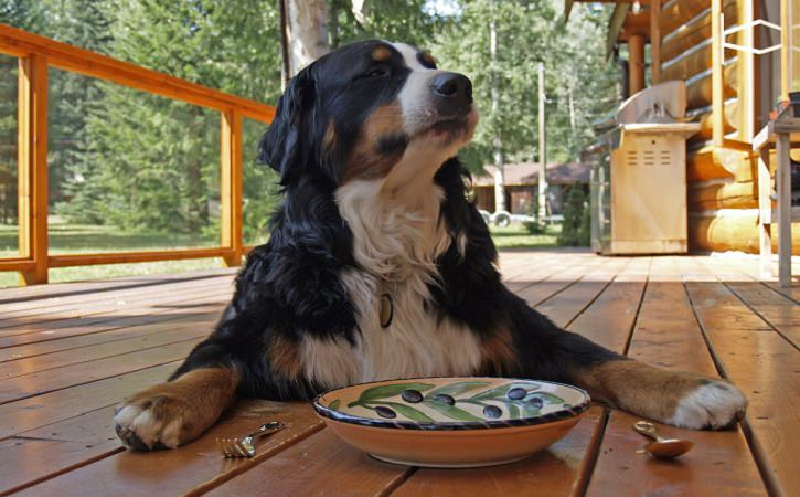 dog with bowl on wooden porch