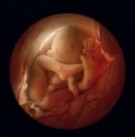 Beautiful Photos of Embryo Developing in Stages