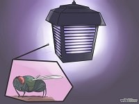 8 Effective Ways to Rid Your House of Flies