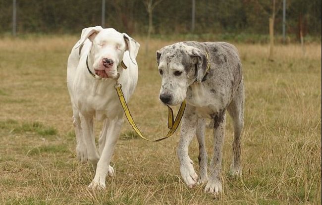 Blind dog