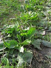 Don’t Mistake Plantain Leaves for Weeds. They’re Healing.