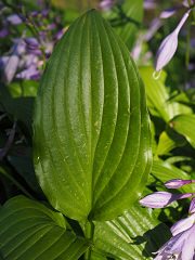 Don’t Mistake Plantain Leaves for Weeds. They’re Healing.