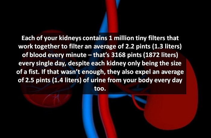 Kidneys