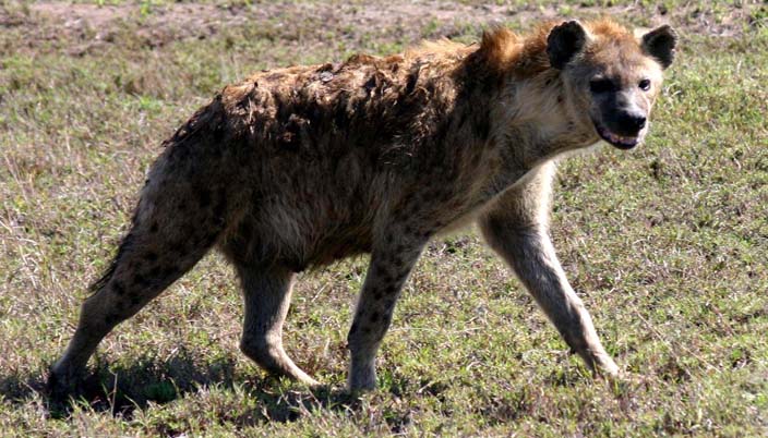 hiena animal peligroso