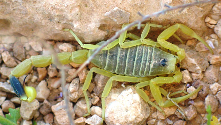 escorpion amarillo animales peligrosos