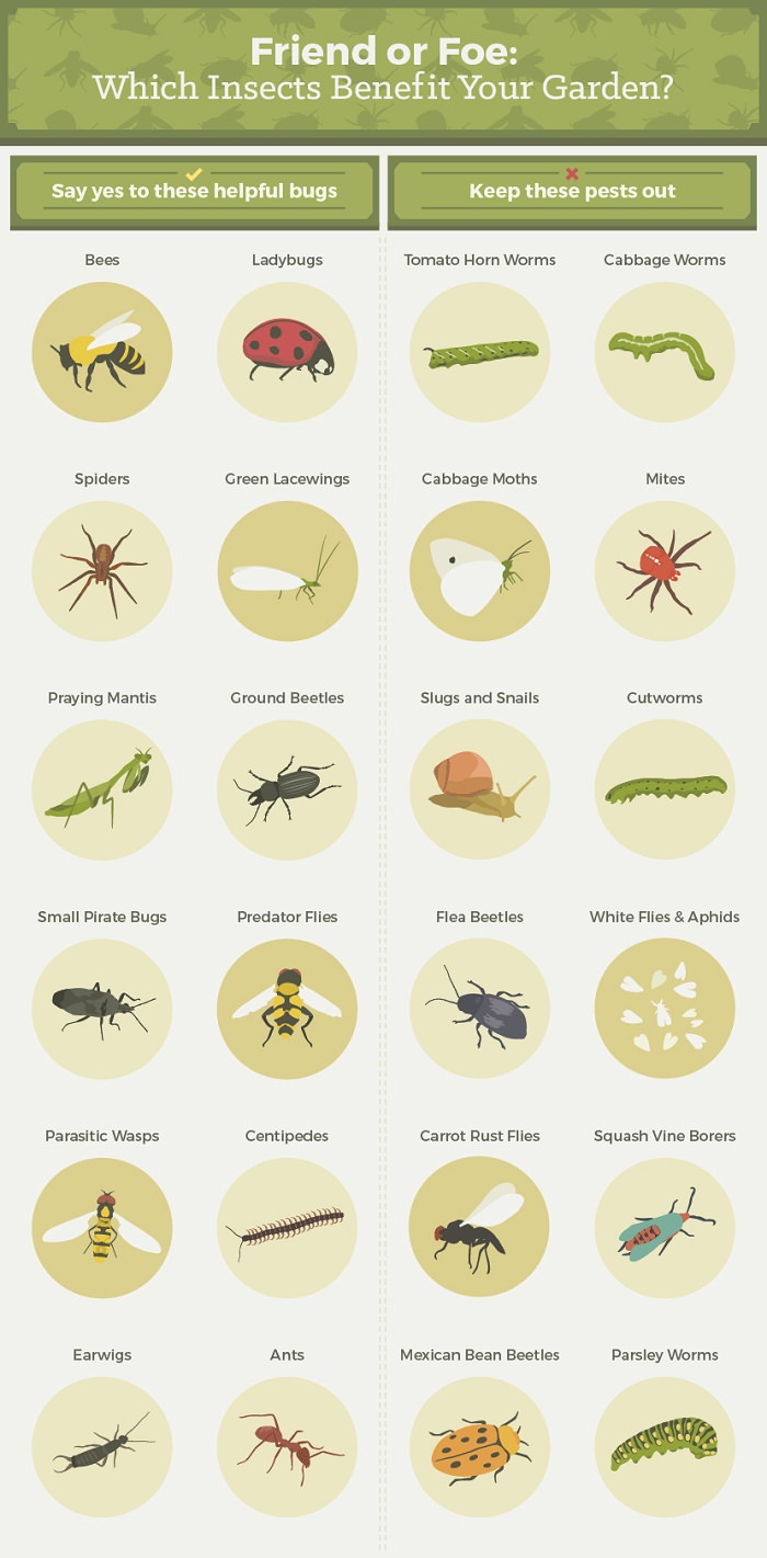 Garden Pests and Predators