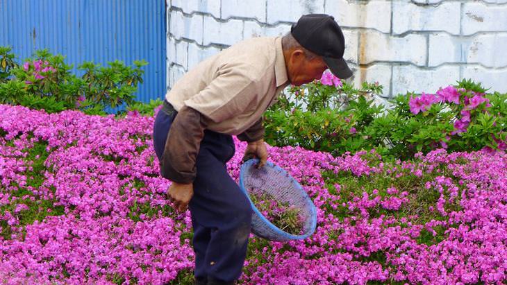 Flowers planted for a blind woman
