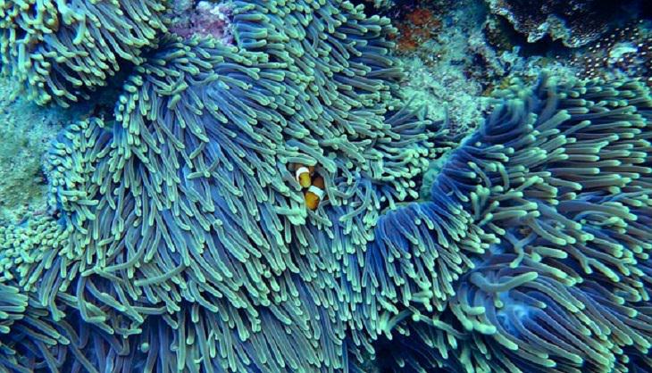 Snorkeling, Koh Kradan, Clownfish, National Park, Thailand, Andamans