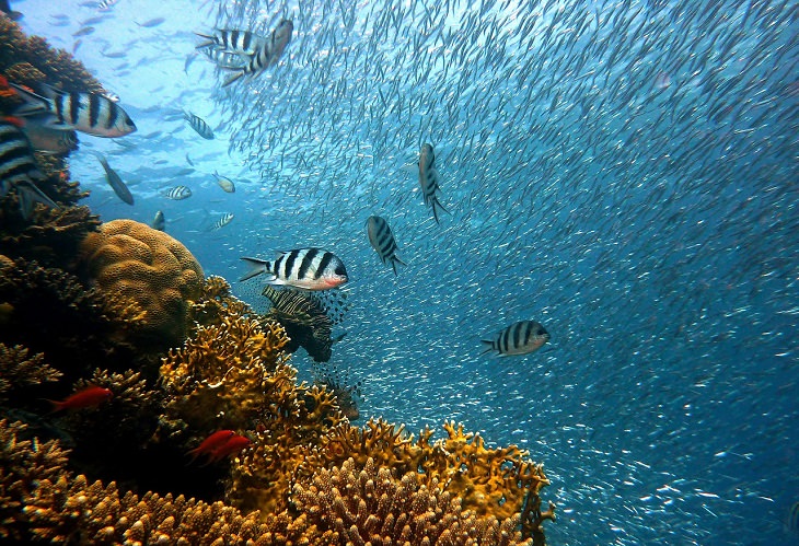 Ambergis Caye, Belize, Caribbean, Reef, Coral, rays, eels, sharks