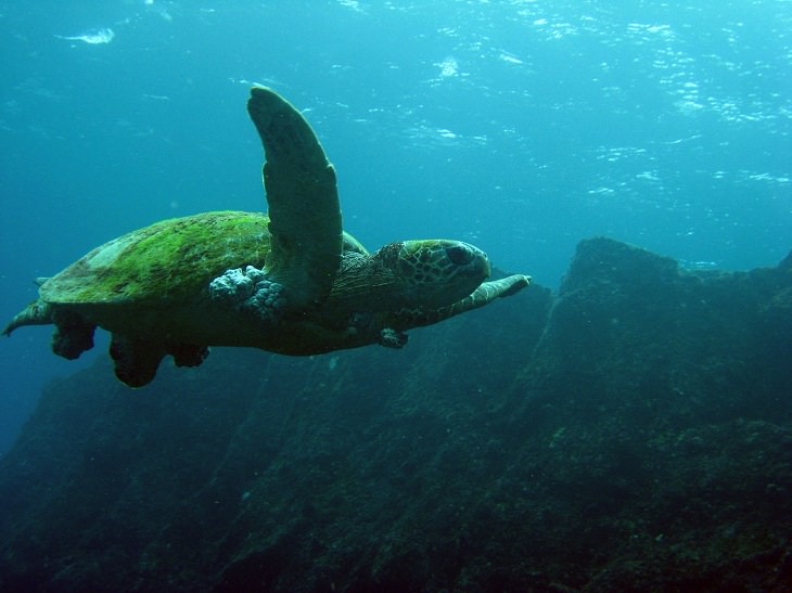 The Big Island, Hawaii, Snorkeling, Green Sea Turtle, Beautiful, Sea