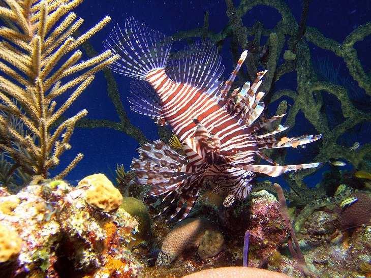 Key Largo, Florida, Lion Fish, Endangered fish, Coral, Snorkeling 