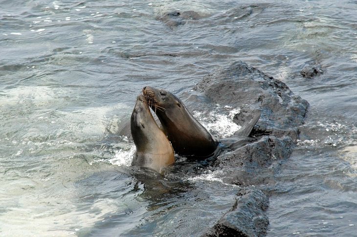 Galapagos Island, South America, Volcano, Charles Darwin, Laboratory of Evolution, Sea Lions