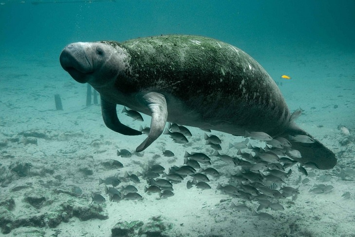 Dugong, Manatee, Sea Cow, endangered, protected, marine animal