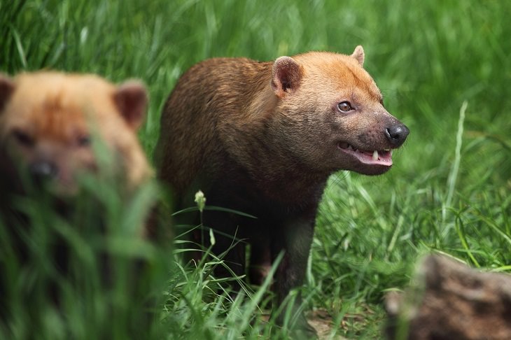 Bush Dog, Canine, endangered, Protected species, vulnerable animal