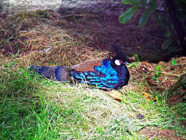 Palawan Peacock Pheasant, Peafowl, Endangered species, Protected Animal