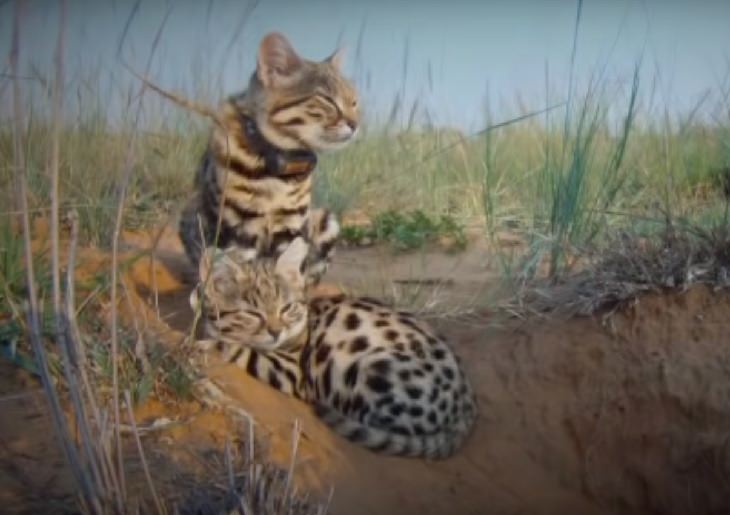 Black Footed Cat, Small Spotted Cat, Endangered Species, Protected Animal