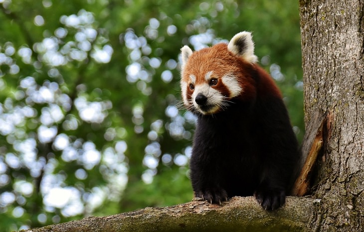 Red Panda, Endangered Species, Protected, Conservation, Vulnerable