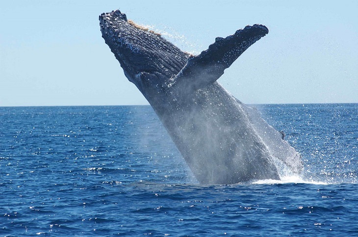 Humpback Whale, Protected Species, Endangered, Marine, Mammal