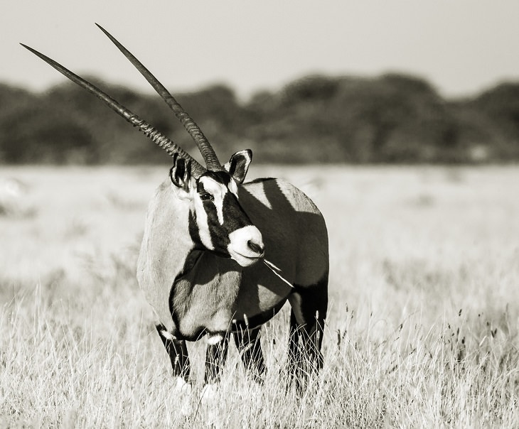 Arabian Oryx, White Oryx, Endangered Species, Middle East, Declining
