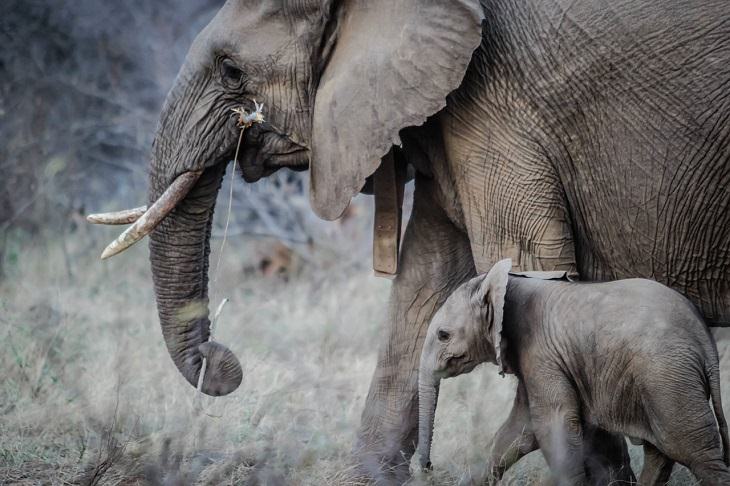 Elephants, Protected species, endangered, conservation, ivory