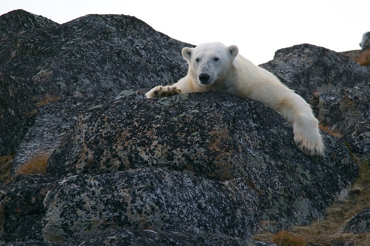 Polar Bear, Endangered animals, Vulnerable Species, Protection, Conservation