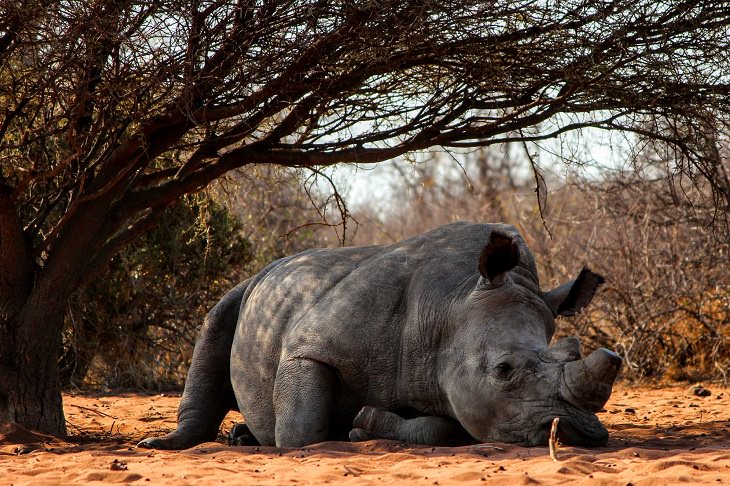 Rhino, Critically Endangered, Extinct, Protected Animal