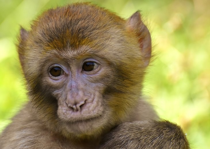 Barbary Macaque, Primate, Monkey, Endangered, Protected, Conservation