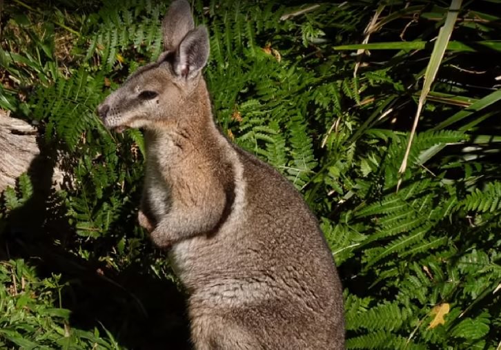 Bridled Nail Tail Wallaby, Protected species, Endangered Animal, Australia, Kangaroo