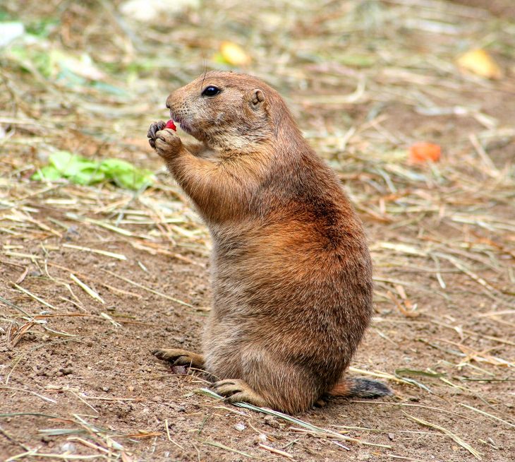 Mexican Prairie Dog, Rodent, Endangered Species, Vulnerable animal, Protected
