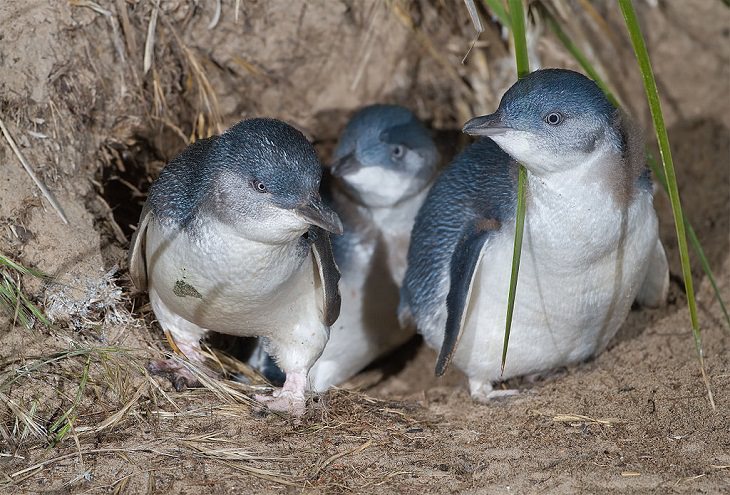 Different species of Penguins, little blue penguin family in a burrow