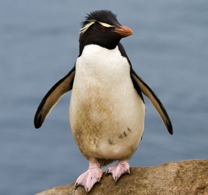 Different species of penguin, Southern Rockhopper penguin standing on a rock