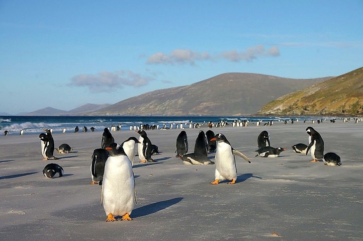 Different species of Penguins, Colony of Gentoo penguins on a sandy beach