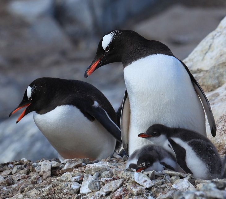 Different species of Penguins, Gentoo Penguin parents with two chicks standing on rocks