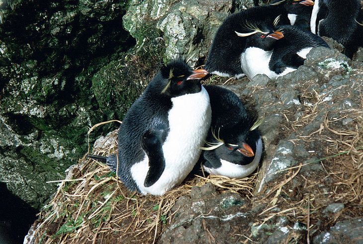Different species of penguin, Eastern Rockhopper penguins nesting on rocks