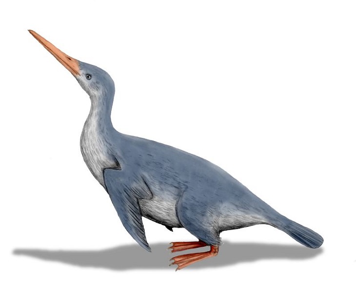 Different species of penguin, depiction of extinct Waimanu penguin