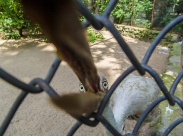 Photo taken at just the right time, white bird opening its beak through a fence