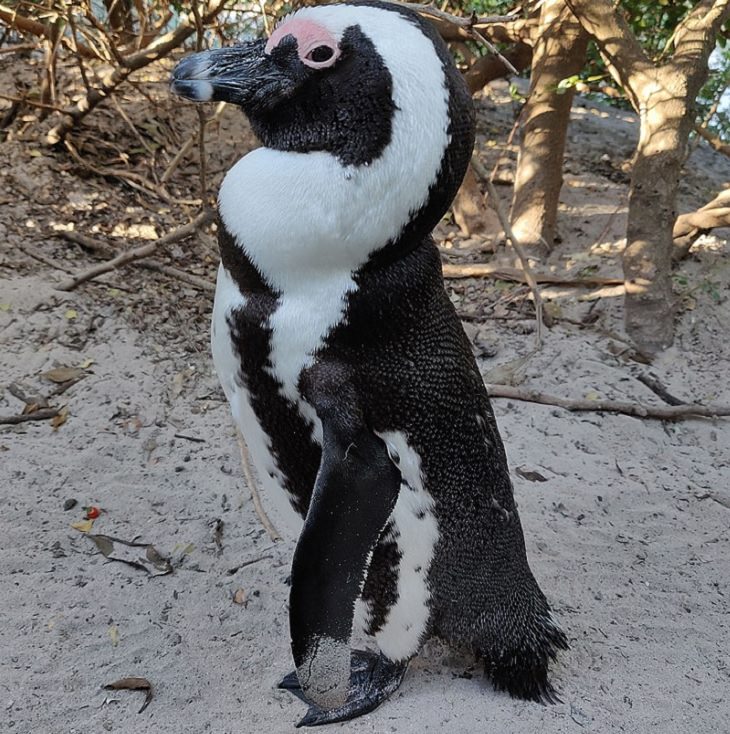 Different species of penguin, African penguin standing in sand at Boulders Beach in Cape Town