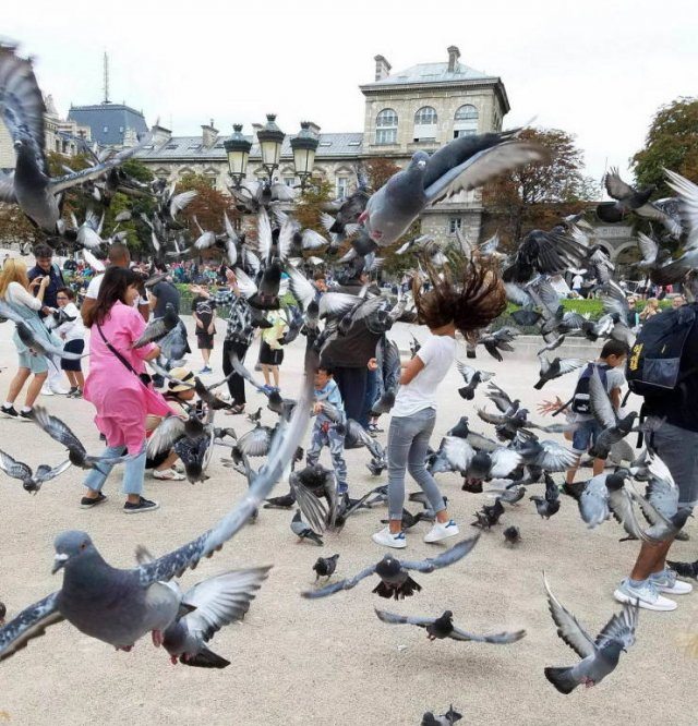 Photo taken at just the right time, lots of pigeons chaotically flying into a crowd of people
