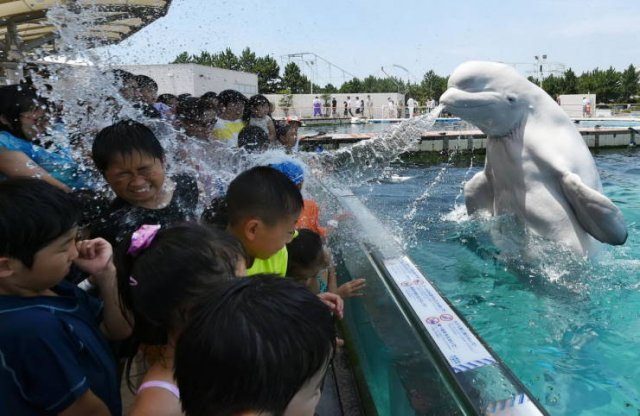 Photo taken at just the right time, children being sprayed with water spit by a white beluga whale