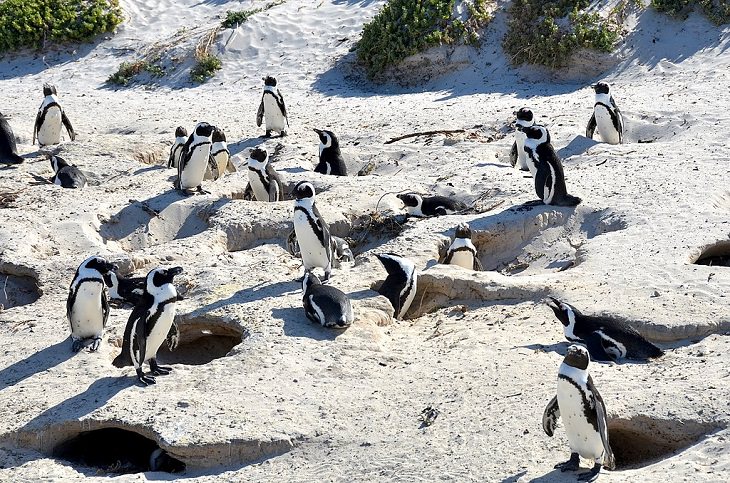 Different species of penguin, African Penguin colony and nest at Boulders beach, Cape Town
