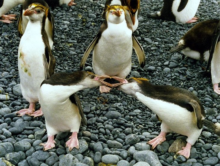 Different species of penguin, two rockhopper penguins in a colony fighting