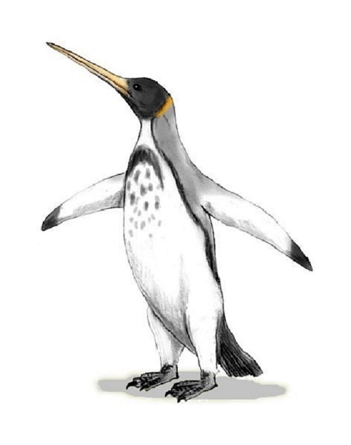 Different species of penguin, Artist drawing of extinct Icadyptes penguin