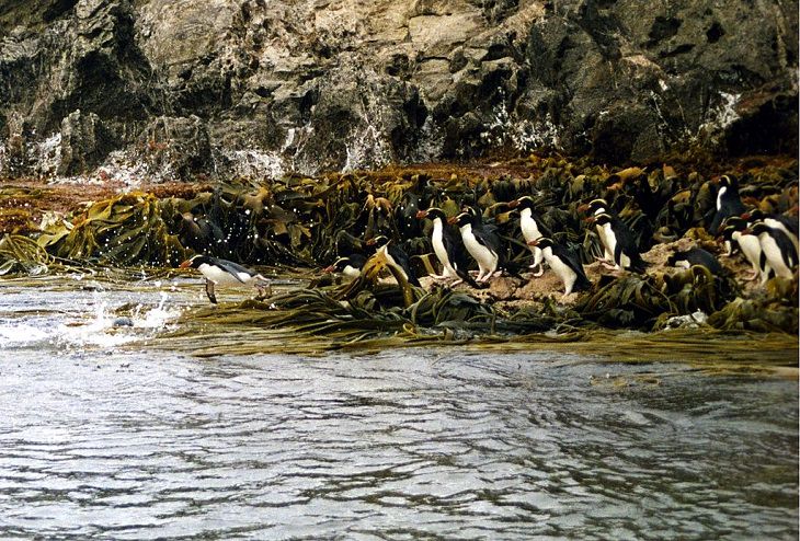 Different species of penguin, colony of Snares penguin jumping into water