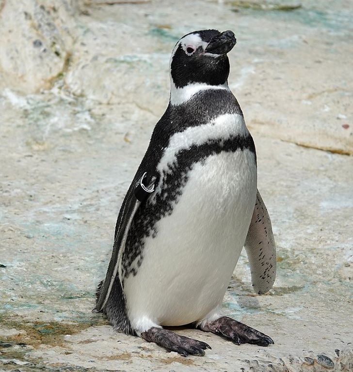 Different species of Penguin, Magellanic Penguin in captive standing on a rock
