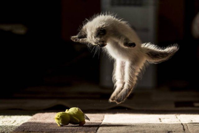 Photo taken at just the right time, small white kitten jumping in the air toward a toy