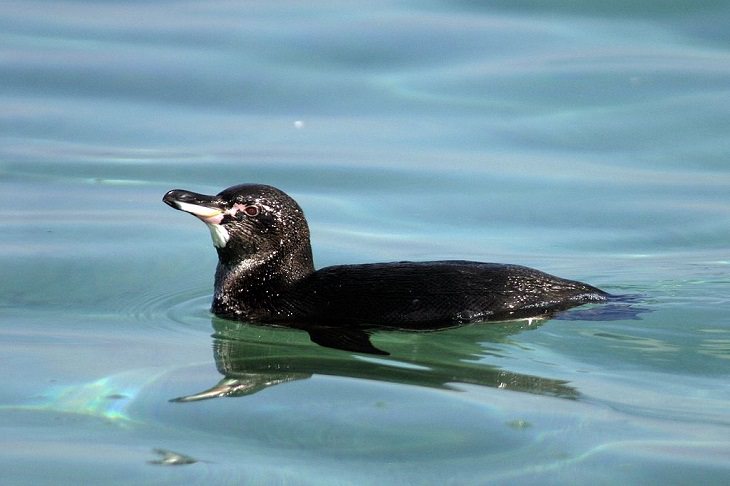 Different species of penguin, Galapagos penguin swimming in water